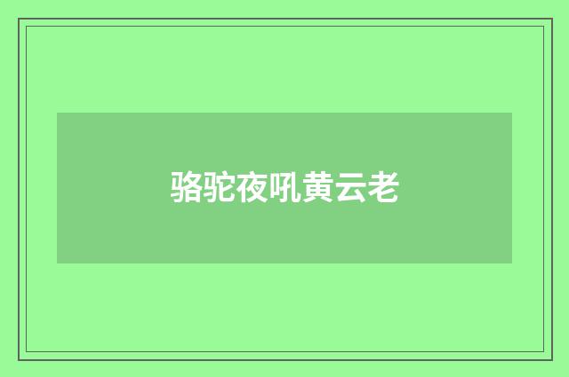 骆驼夜吼黄云老