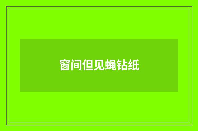 窗间但见蝇钻纸