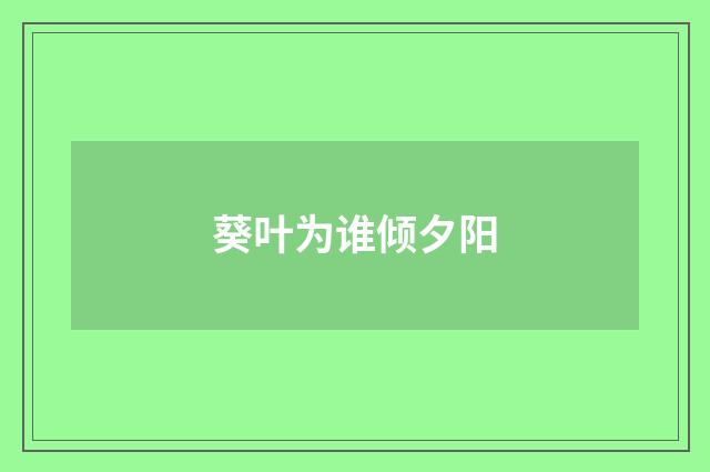 葵叶为谁倾夕阳