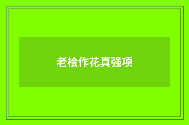 老桧作花真强项
