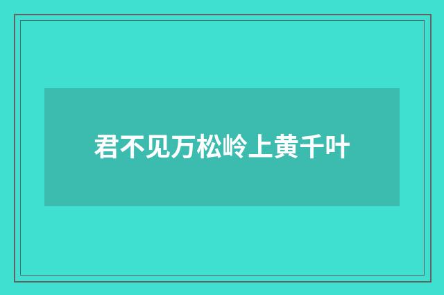 君不见万松岭上黄千叶