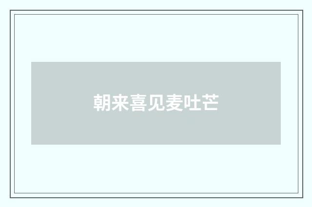 朝来喜见麦吐芒