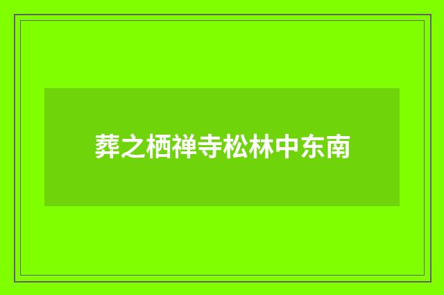 葬之栖禅寺松林中东南