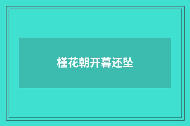 槿花朝开暮还坠