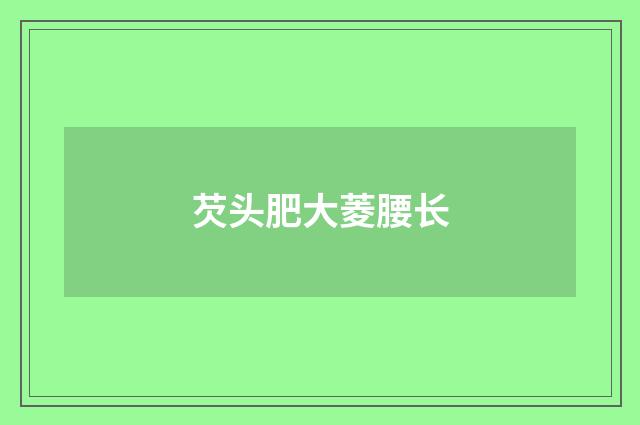 芡头肥大菱腰长