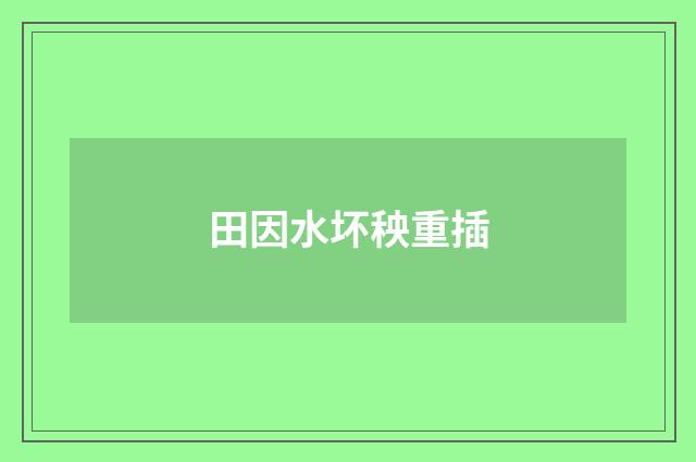 田因水坏秧重插