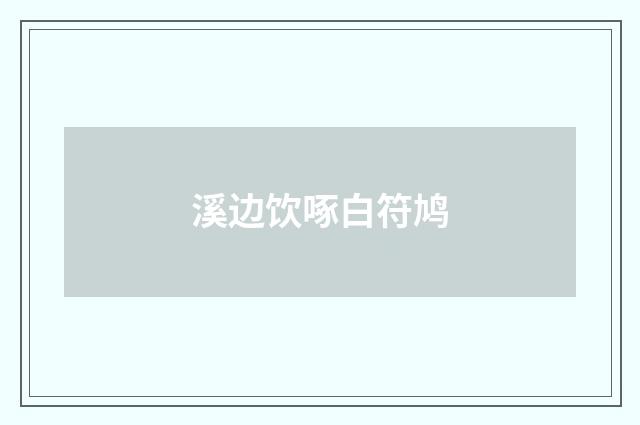 溪边饮啄白符鸠