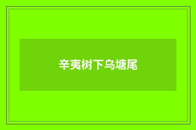辛夷树下乌塘尾