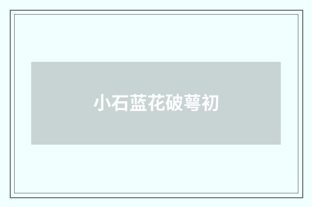 小石蓝花破萼初