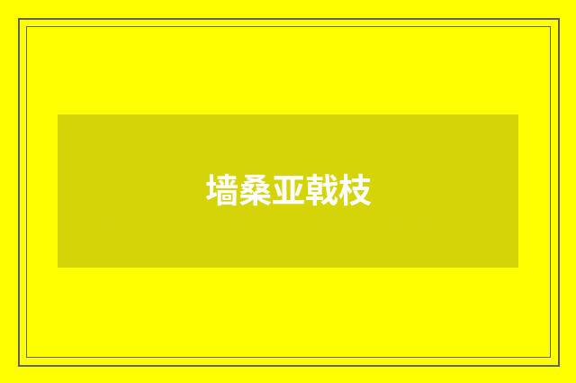 墙桑亚戟枝