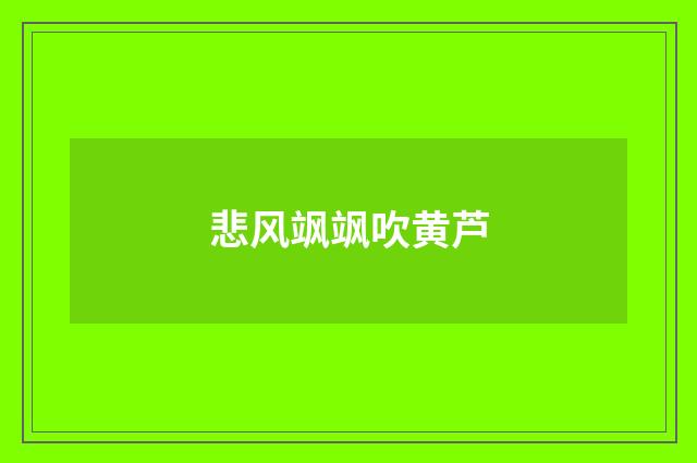 悲风飒飒吹黄芦