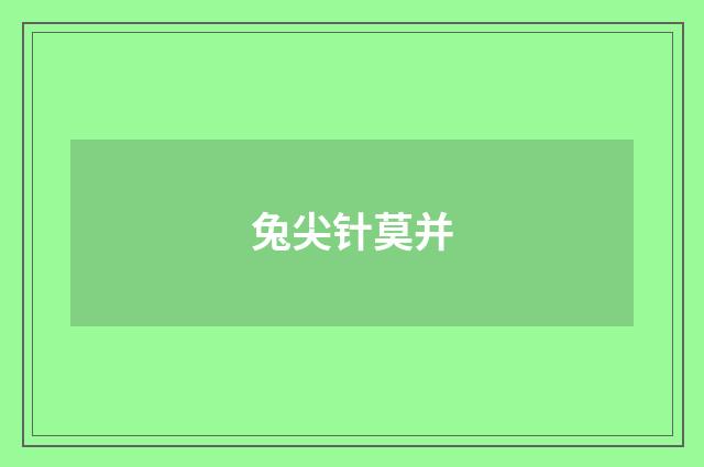 兔尖针莫并