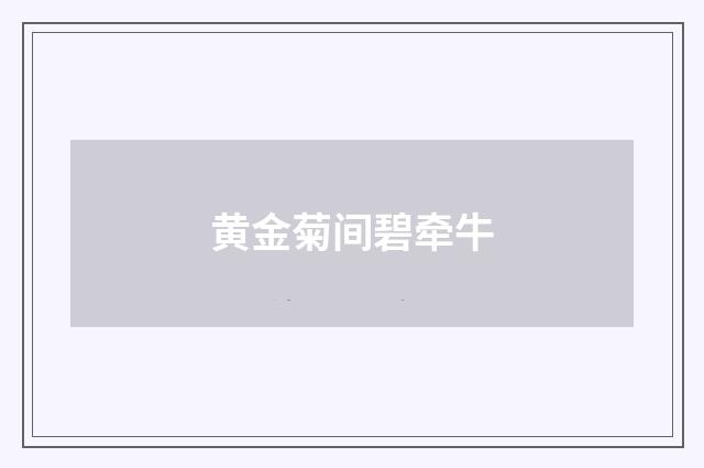 黄金菊间碧牵牛