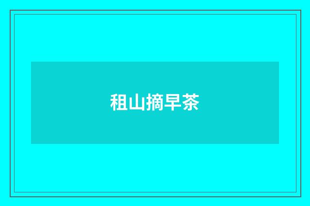 租山摘早茶