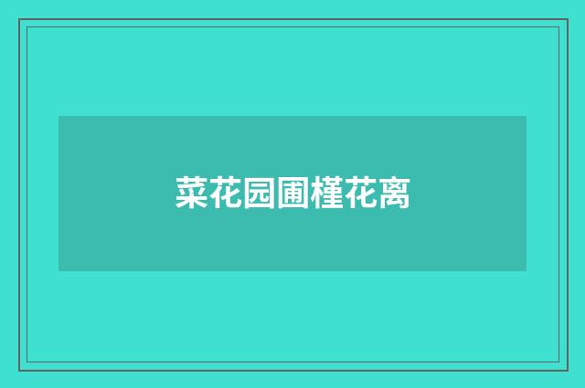 菜花园圃槿花离