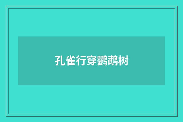 孔雀行穿鹦鹉树