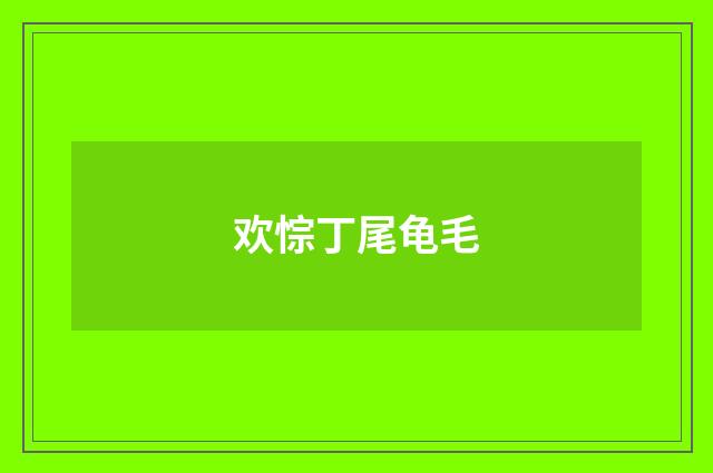 欢悰丁尾龟毛