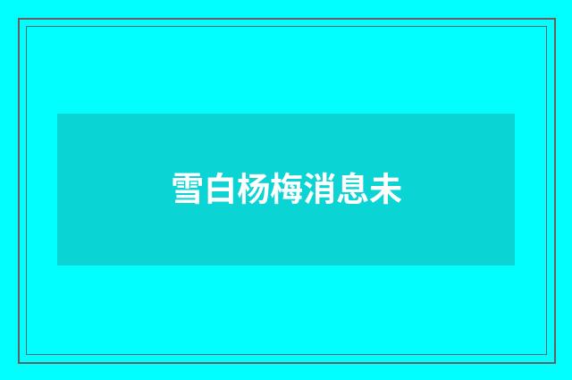 雪白杨梅消息未