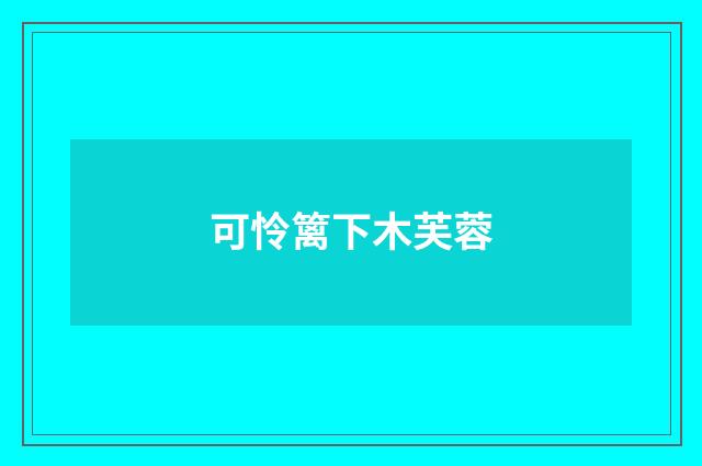 可怜篱下木芙蓉