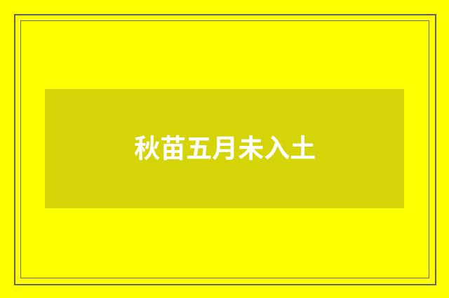 秋苗五月未入土