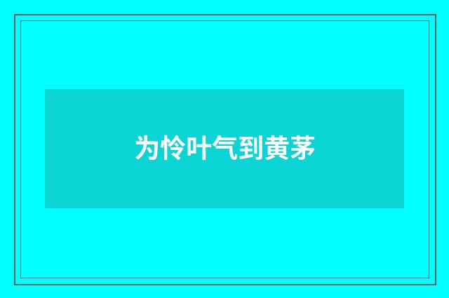 为怜叶气到黄茅