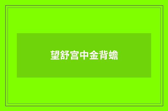 望舒宫中金背蟾