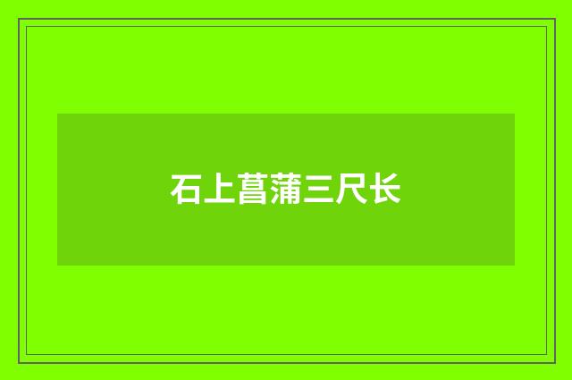 石上菖蒲三尺长