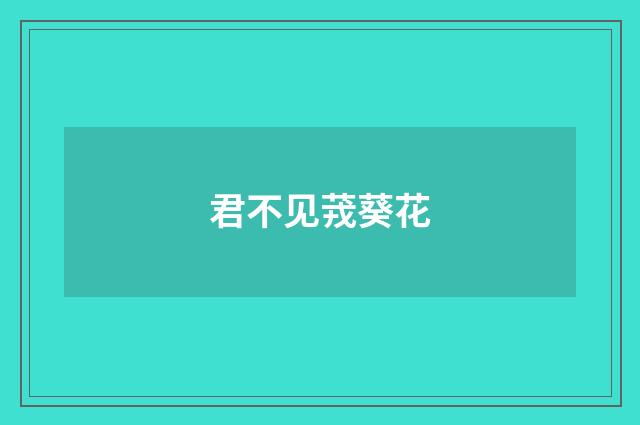 君不见茙葵花