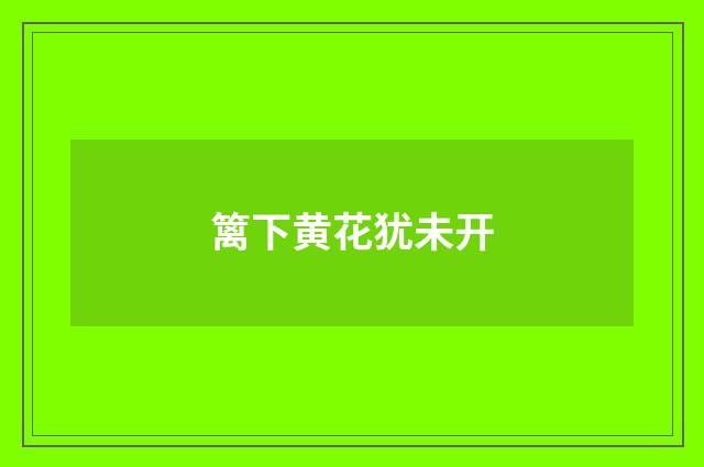 篱下黄花犹未开