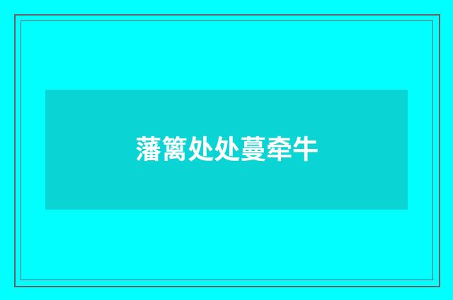藩篱处处蔓牵牛