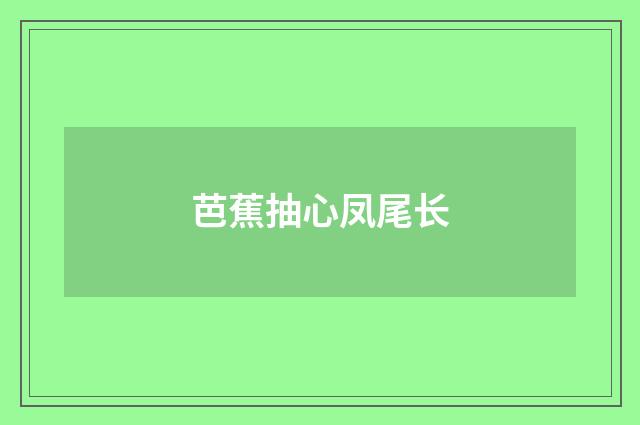 芭蕉抽心凤尾长