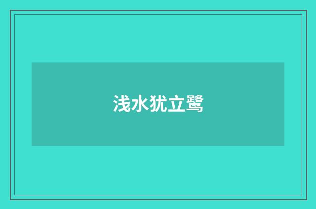 浅水犹立鹭