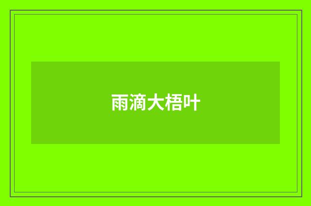 雨滴大梧叶