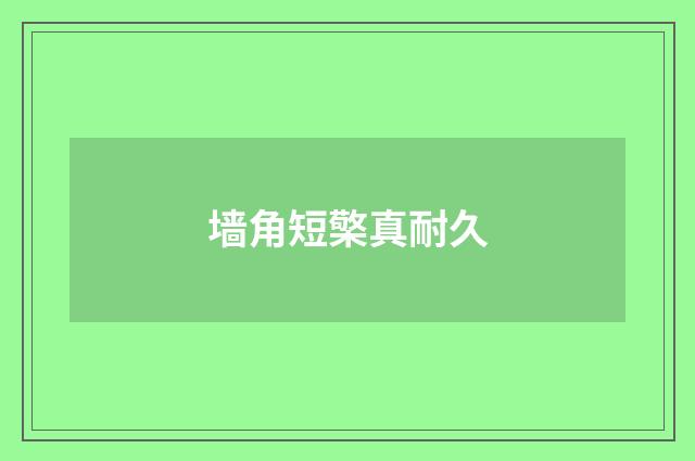 墙角短檠真耐久