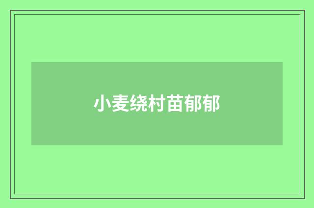 小麦绕村苗郁郁