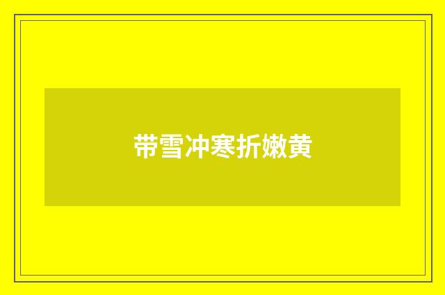 带雪冲寒折嫩黄