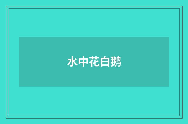 水中花白鹅
