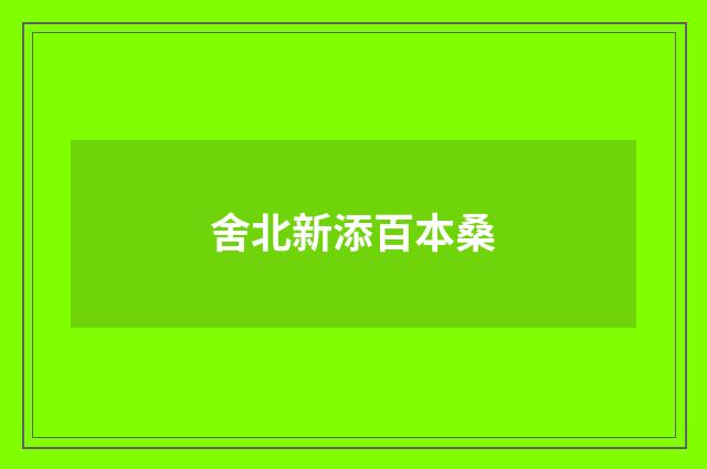 舍北新添百本桑