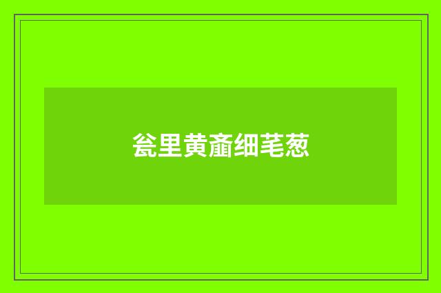 瓮里黄齑细芼葱