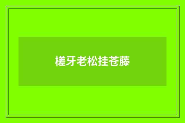 槎牙老松挂苍藤