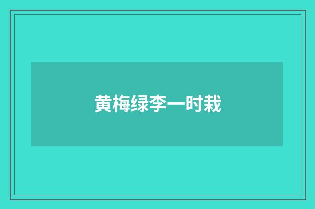 黄梅绿李一时栽