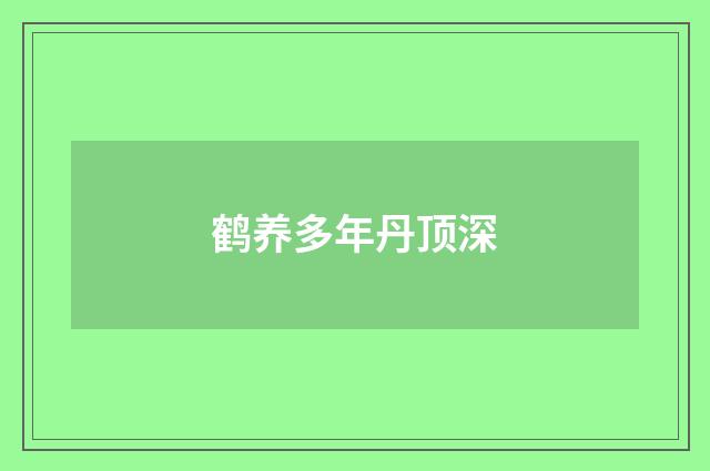 鹤养多年丹顶深