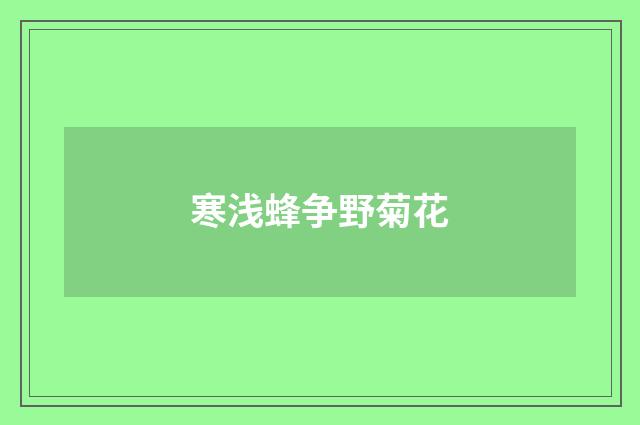 寒浅蜂争野菊花