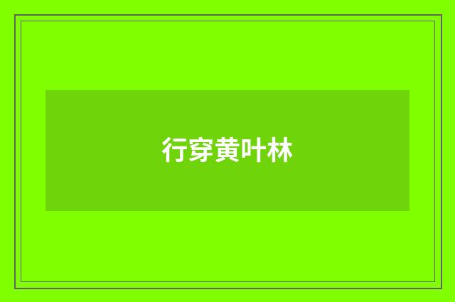 行穿黄叶林