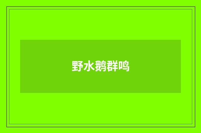 野水鹅群鸣