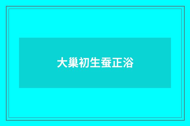 大巢初生蚕正浴