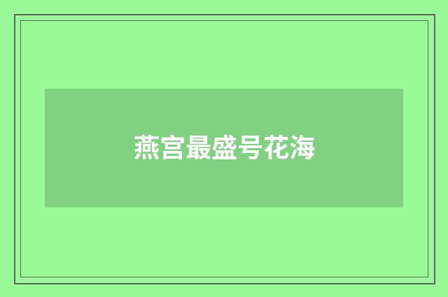 燕宫最盛号花海