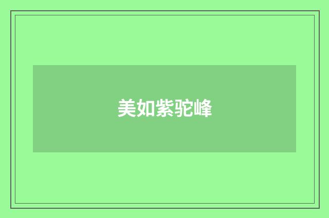 美如紫驼峰
