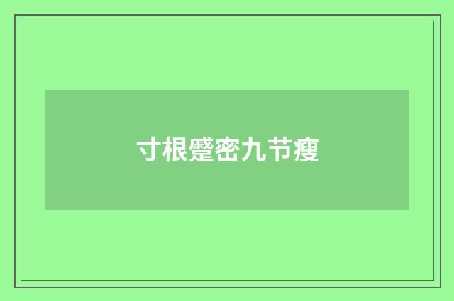 寸根蹙密九节瘦