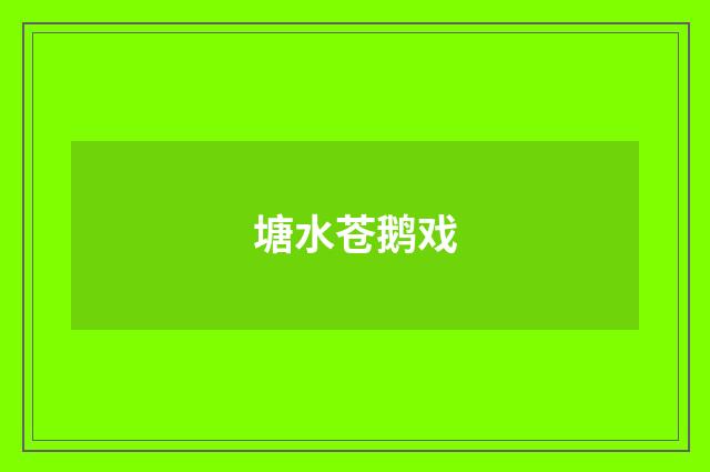 塘水苍鹅戏